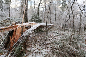 Baum im Sturm gefallen