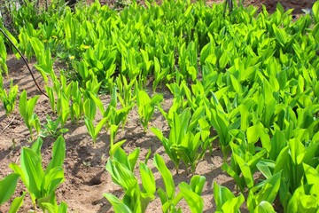 Obraz premium Spring has begun