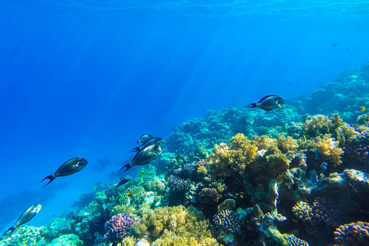 Fototapeta red sea underwater coral reef