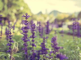 Fototapeta premium A fresh purple flower in a field on blurred background. (vintage style) 