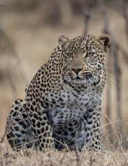 Fototapeta na wymiar Leopard crouched ready to pounce with golden grassland as background. Taken in the Masai Mara Kenya.