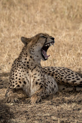 Cheetah yawning showing profile with golden grass background. Taken in Kenya.