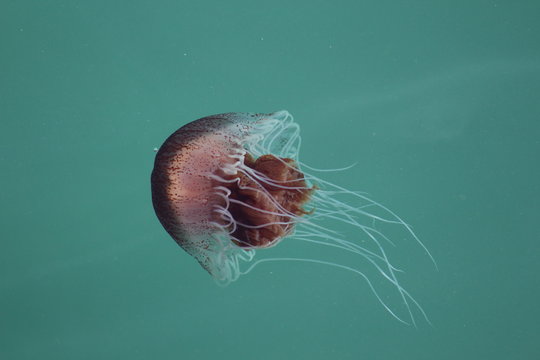 Juvenile Red Jellyfish (Chrysaora southcotti) in Southern Australia Port Fairy