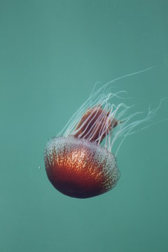 Juvenile Red Jellyfish (Chrysaora southcotti) in Southern Australia Port Fairy