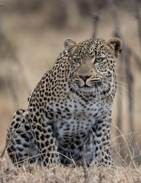 Leopard crouched ready to pounce with golden grassland as background. Taken in the Masai Mara Kenya.