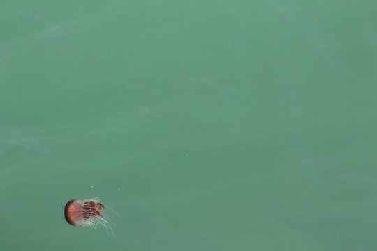 Juvenile Red Jellyfish (Chrysaora southcotti) in Southern Australia Port Fairy