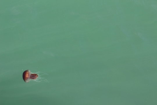 Juvenile Fish with Jellyfish (Chrysaora southcotti) in Southern Australia Port Fairy