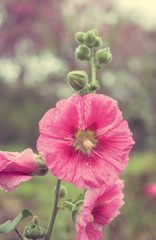 Vertical picture of the pink flower blossom. (vintage style) 