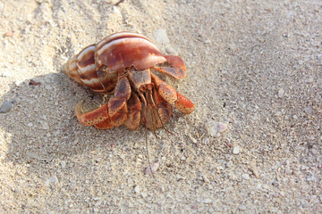 coquille de bernard l hermite