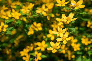 Flowers shrub Kerria japonica
