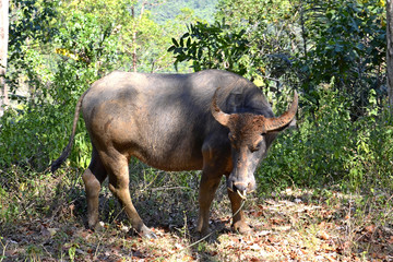 Asian Buffalo in the forest.