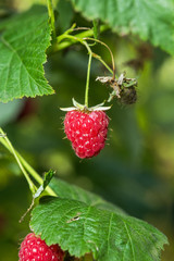 Raspberries. Growing Organic Berries closeup.