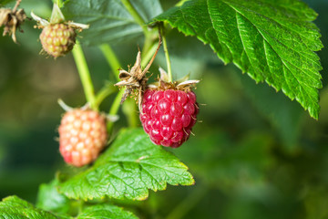Raspberries. Growing Organic Berries closeup.
