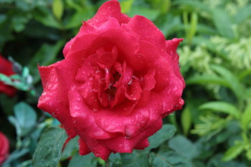beautiful red rose