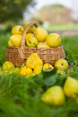 pears in   basket on   grass.