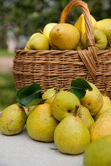 yellow pears