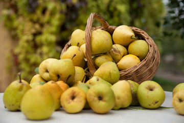 ripe pears  in  heap