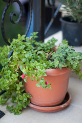 Green plants, abstract, fresh green plant in a dark gray pot