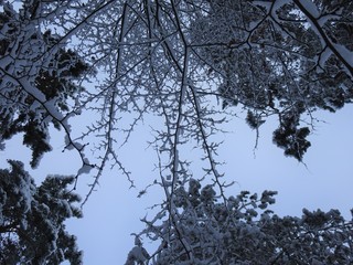 Looking up on snowy trees