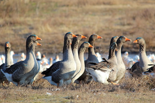 Flock of the domestic geese in the village