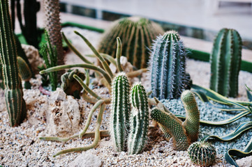 Various types of Cactus in the big hall.