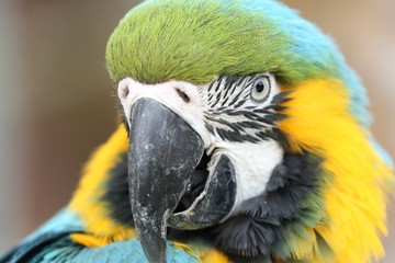 オウム