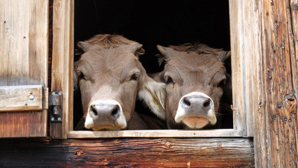 zwei Kühe am Stallfenster