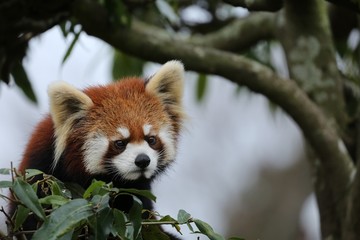 レッサーパンダ