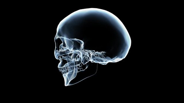 3D Skull X-Ray Loop Alpha