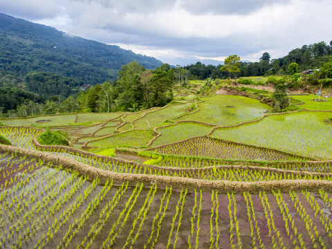 Rice paddies in Tana Toraja, Sulawesi, Indonesia