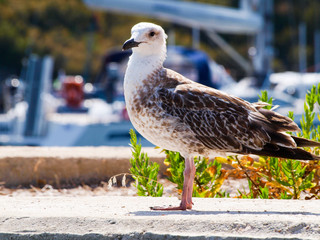 Seagull close-up in the port. sea bird