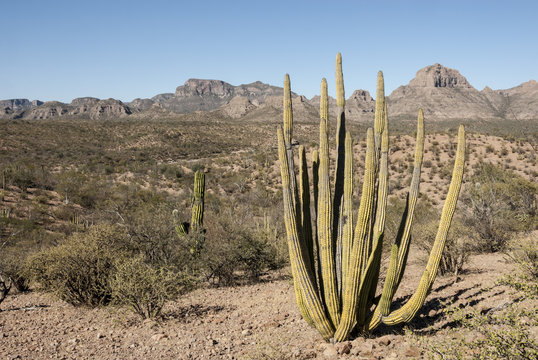 Cardon cactus, near Loreto, Baja California, Mexico