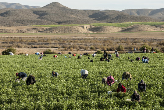 Picking beans, El Rosario, Baja California, Mexico