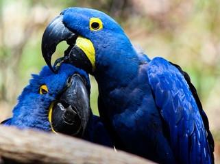 Hyacinth Macaw pair