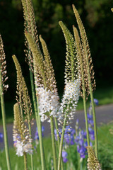 Eremurus robustus / foxtail lilies / desert candles