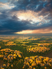 Obraz premium Forest in autmn, top view