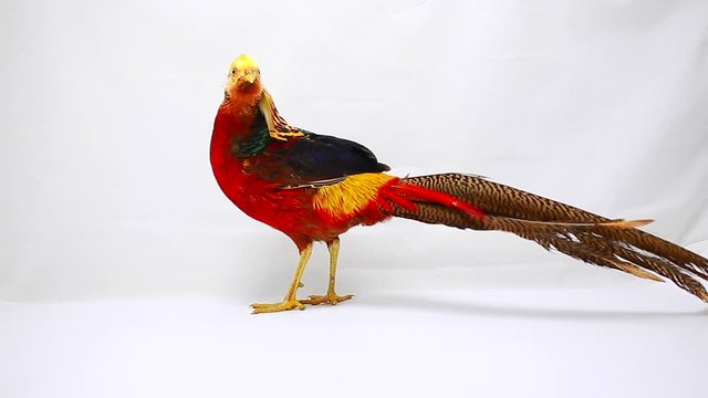 gold pheasant on a white background
