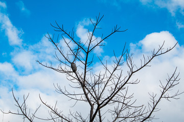Obraz premium Branches sky background