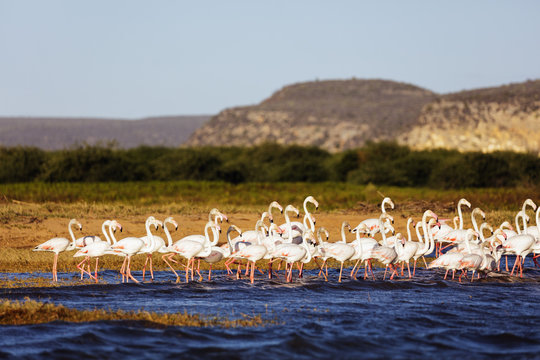 Greater flamingo (Phoenicopterus roseus), St. Augustine, southern area, Madagascar
