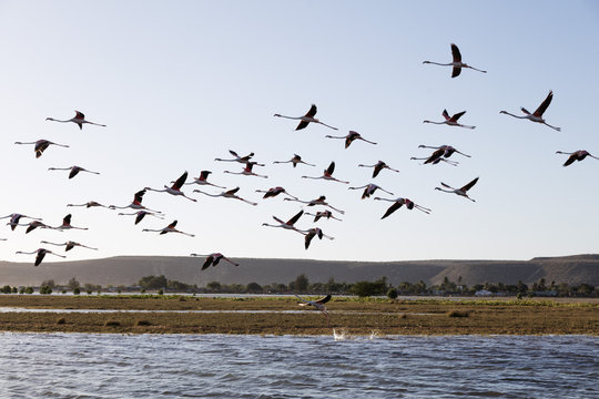 Greater flamingo (Phoenicopterus roseus), St. Augustine, southern area, Madagascar