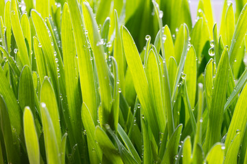 Fototapeta fresh young oats with dew obraz