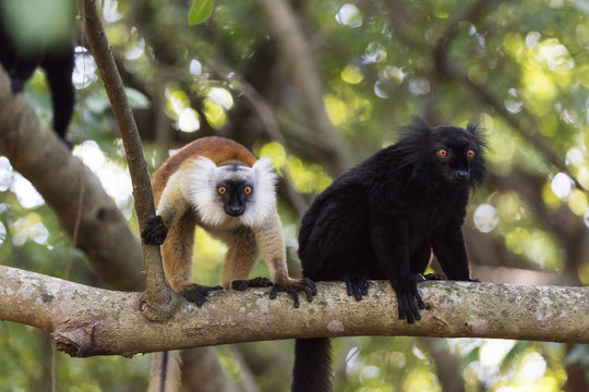 Sacred Baobab tree, male and female black lemur (Eulemur macaco), Nosy Be Island, northern area, Madagascar