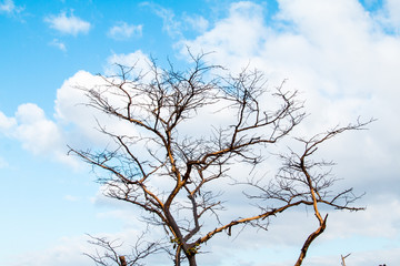 Fototapeta na wymiar Branches sky background