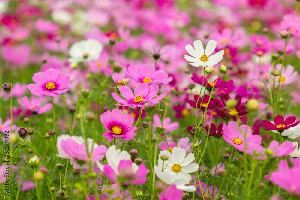Wall mural beauty cosmos flowers in the garden.