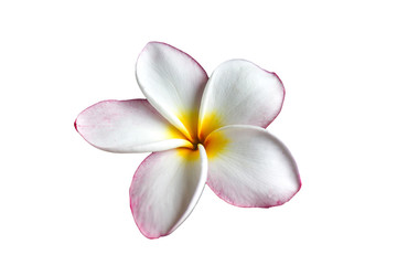 Fototapeta na wymiar Isolated pink flower frangipani or plumeria with clipping path