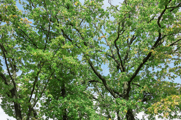 Ветви кроны дерева с листьями разного цвета