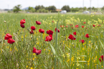 Obraz premium ladscape poppies