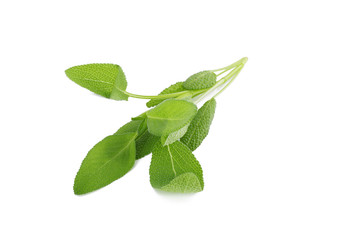 Sage plant on a white background.