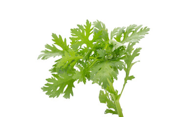 Chrysanthemum coronarium Isolated on white background.