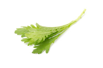 Obraz premium Chrysanthemum coronarium Isolated on white background.